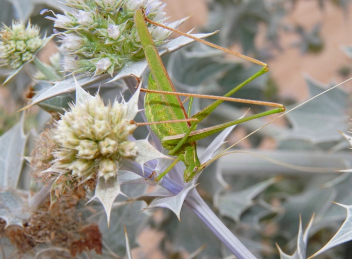 Tylopsis di colore diverso
